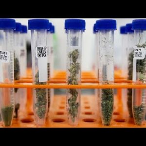 Many California marijuana products failing safety tests | ABC7