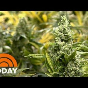 Enhance For Legalizing Marijuana At All-Time Excessive, On PollIn 5 States | TODAY