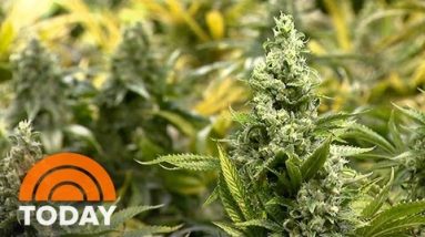 Enhance For Legalizing Marijuana At All-Time Excessive, On PollIn 5 States | TODAY