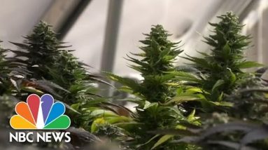 Clinical Marijuana ‘Refugees’ Flock To Colorado | NBC Nightly News