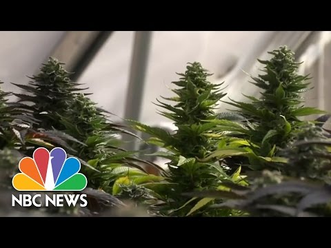 Clinical Marijuana ‘Refugees’ Flock To Colorado | NBC Nightly News