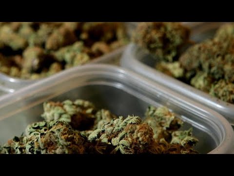 CBS Files poll shows solid enhance for legalizing marijuana