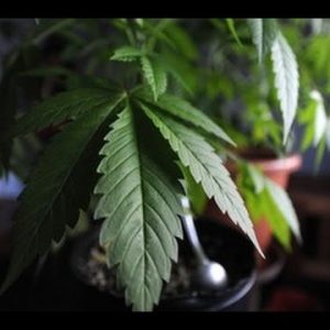 Colorado to like financial system for marijuana industry