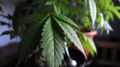 Colorado to like financial system for marijuana industry