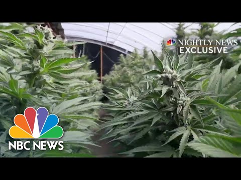 California AG Cracking Down On Human Trafficking On Marijuana Farms: Strange