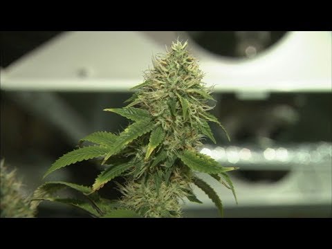 Pot licensing workshop held in OC to coach possible growers | ABC7