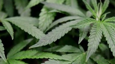Oklahoma votes on medical marijuana