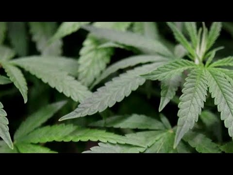 Oklahoma votes on medical marijuana