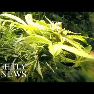 Gaze: Clinical Marijuana Helps Youngsters Who Absorb Seizures | NBC Nightly Files