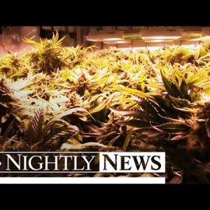 Watch: Fatal Accidents Interesting Drivers Excessive on Marijuana Soars | NBC Nightly Records