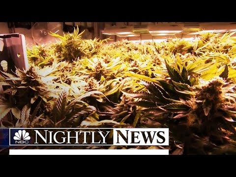 Watch: Fatal Accidents Interesting Drivers Excessive on Marijuana Soars | NBC Nightly Records