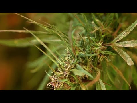 What You Need To Know About CBD Oil, The Effectively being Craze Getting Nationwide Buzz | NBC Nightly Files