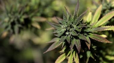 Increasing selection of incumbent Democrats toughen legalization of marijuana