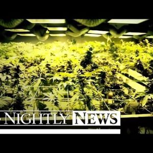 The Fight For Medical Marijuana For Epileptic Formative years | NBC Nightly News