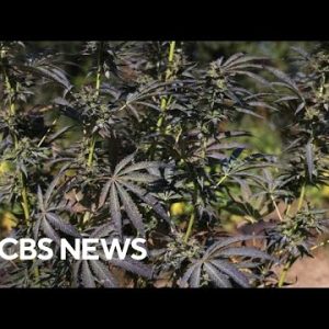 Chinese language-funded unlawful weed manufacturing expands in U.S.